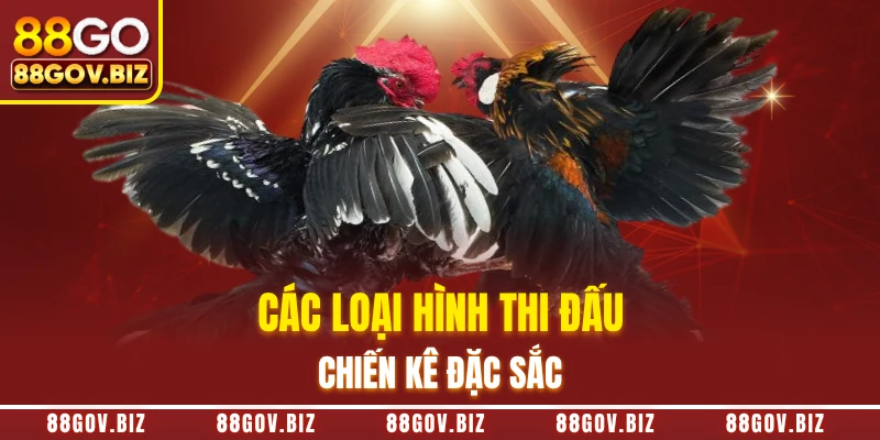 Các loại hình thi đấu chiến kê đặc sắc 