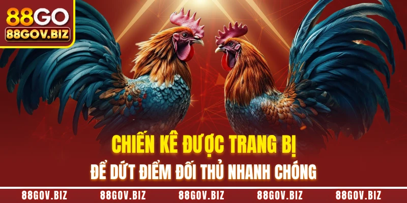 Chiến kê được trang bị để dứt điểm đối thủ nhanh chóng