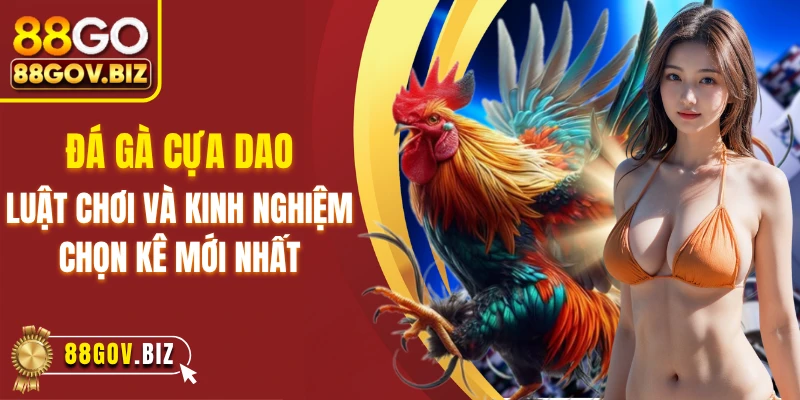 Đá Gà Cựa Dao - Luật Chơi Và Kinh Nghiệm Chọn Kê Mới Nhất