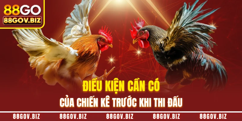Điều kiện cần có của chiến kê trước khi thi đấu