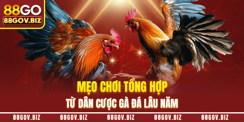 Mẹo chơi tổng hợp từ dân cược gà đá lâu năm