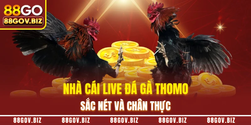 Nhà cái live đá gà Thomo sắc nét và chân thực