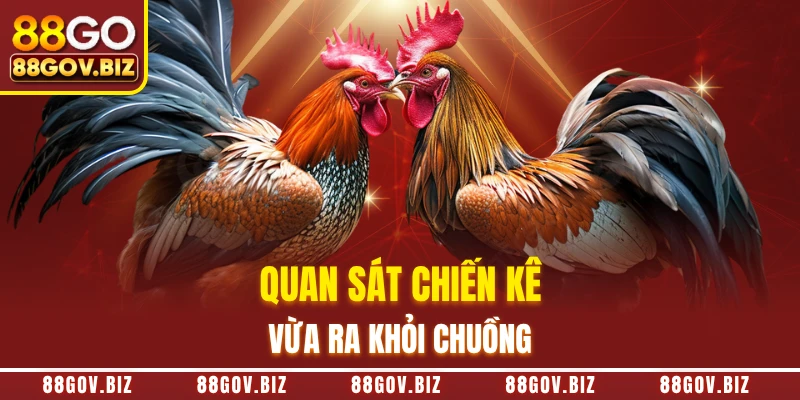 Quan sát chiến kê vừa ra khỏi chuồng