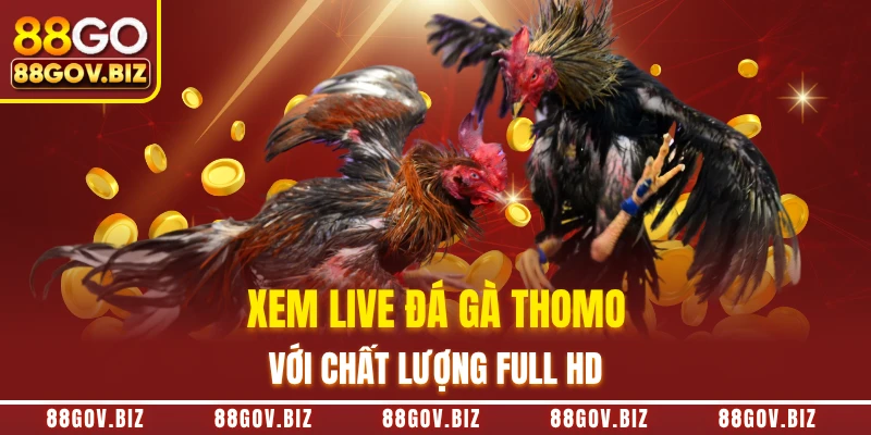 Xem live đá gà Thomo với chất lượng Full HD